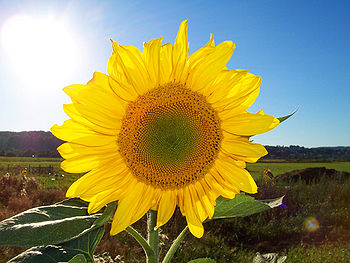 350px-Sonnenblume